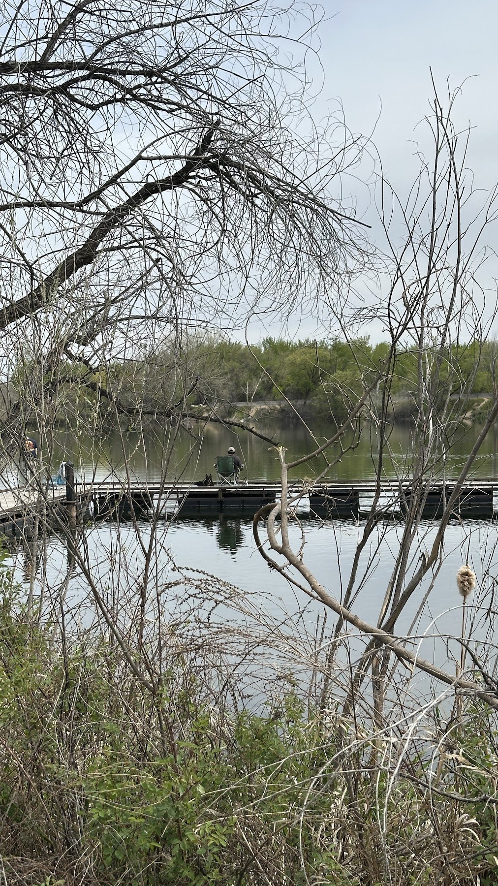 Water and trees through branches